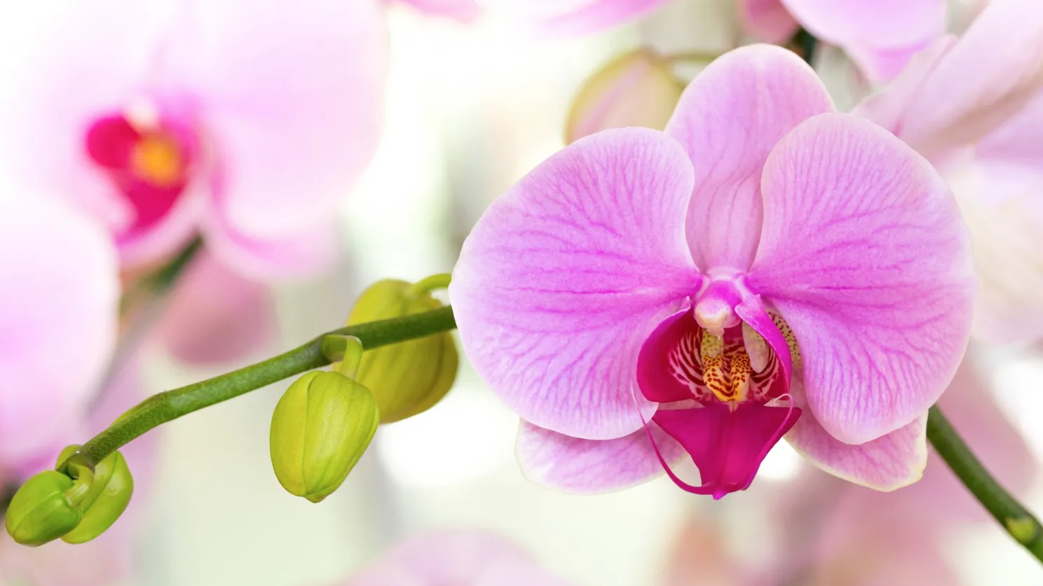 Как правильно ухаживать за орхидеей? Простые советы
