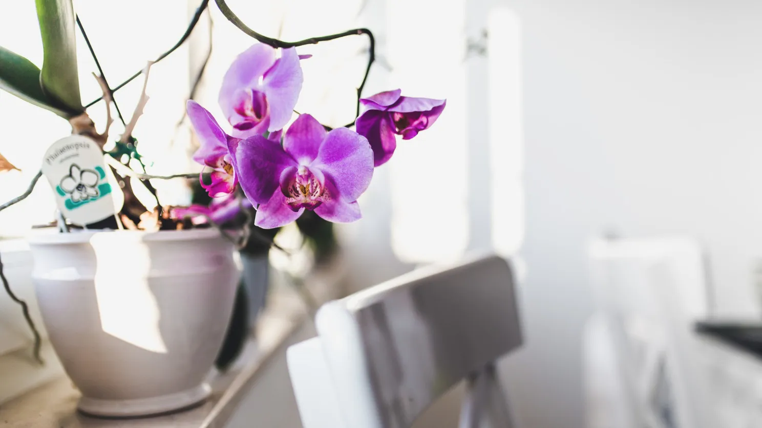 Как правильно поливать орхидею? Правила поливки