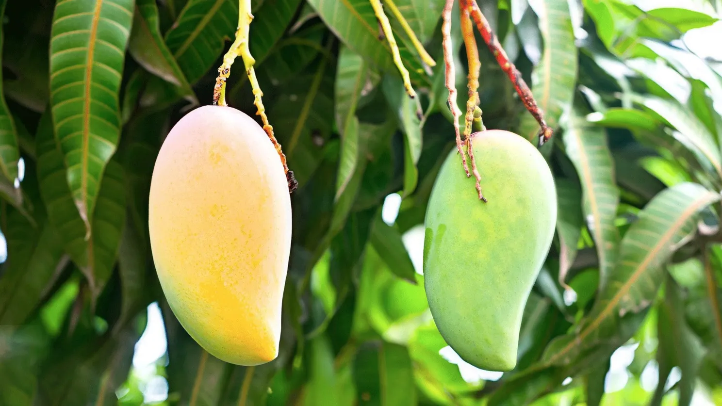 Как вырастить манго из косточки дома?