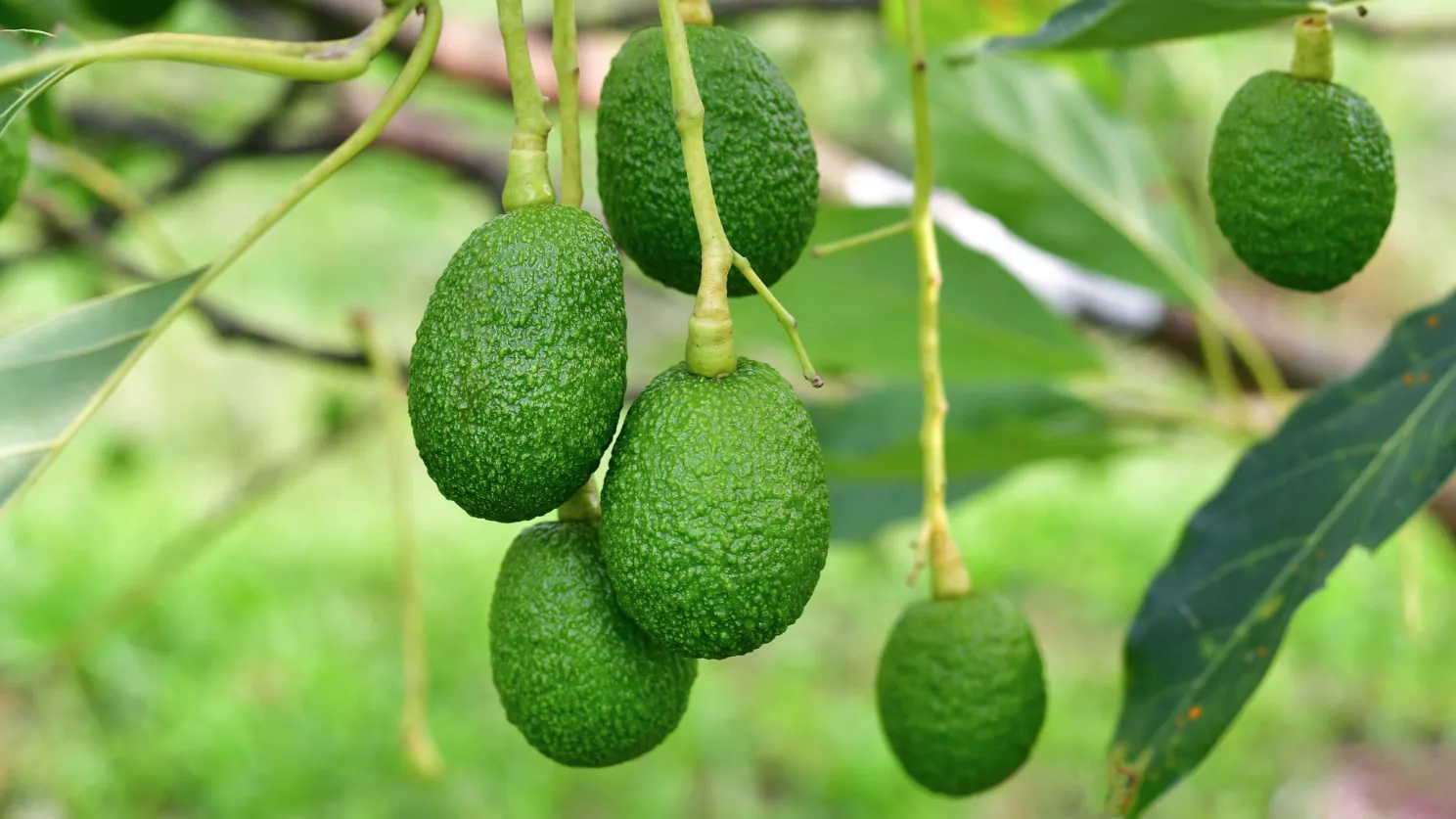 Как вырастить авокадо в домашних условиях?